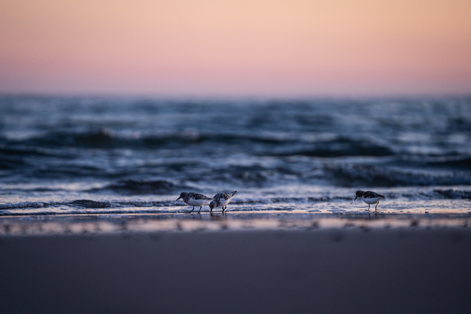 Strandvögel am Wasser vor rosa Abendhimmel bei Hvide Sande